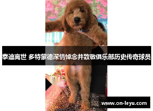 泰迪离世 多特蒙德深情悼念并致敬俱乐部历史传奇球员